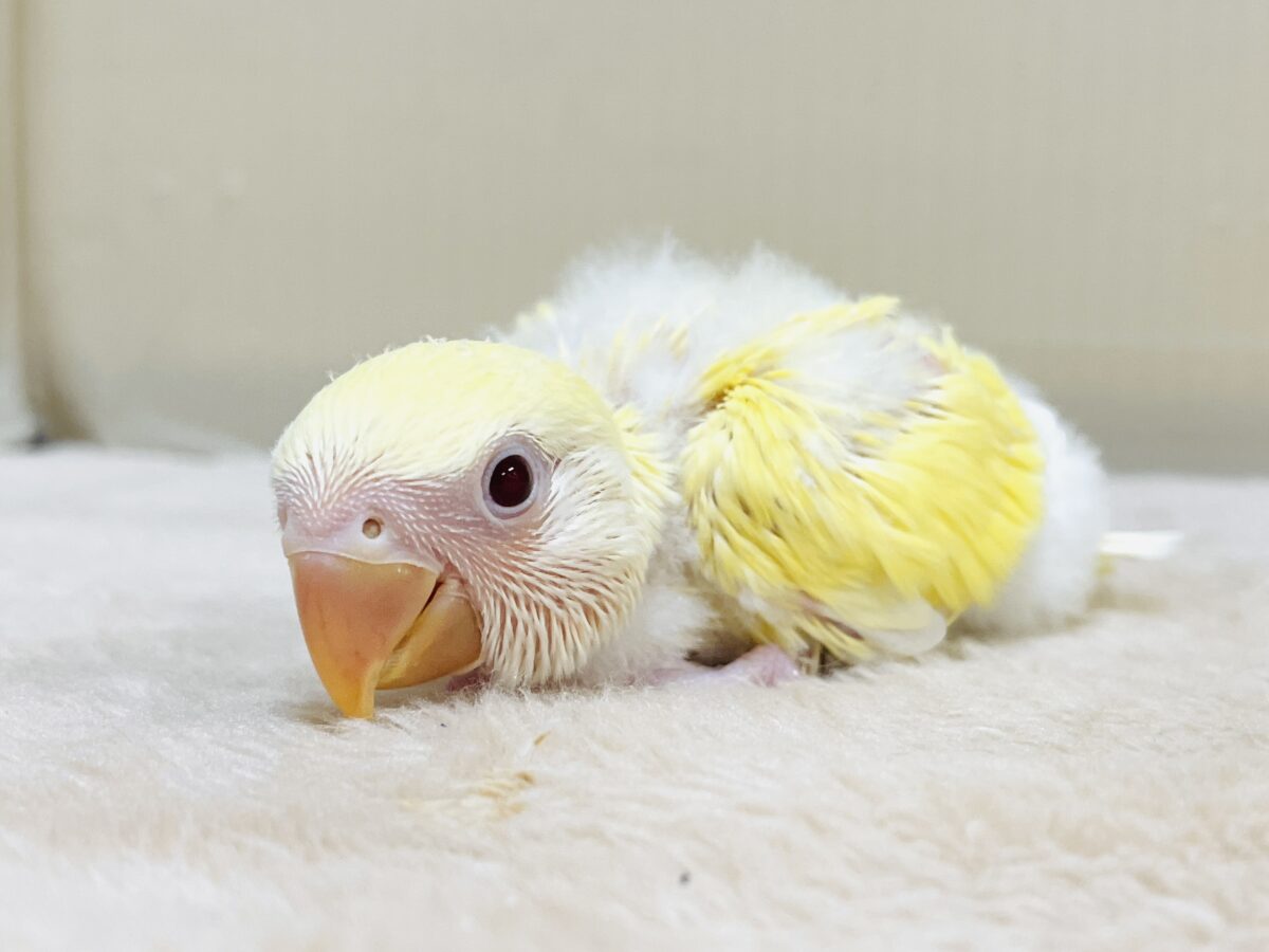 ふわふわのたまごちゃん💛❤️コザクラインコ(ルチノー)ヒナ コザクラインコ(小桜インコ)