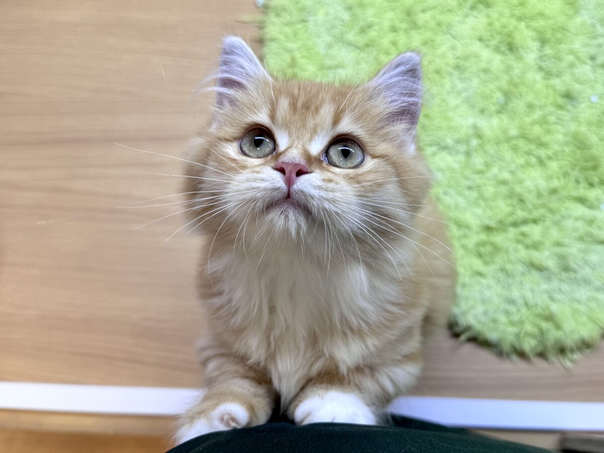 マンチカン