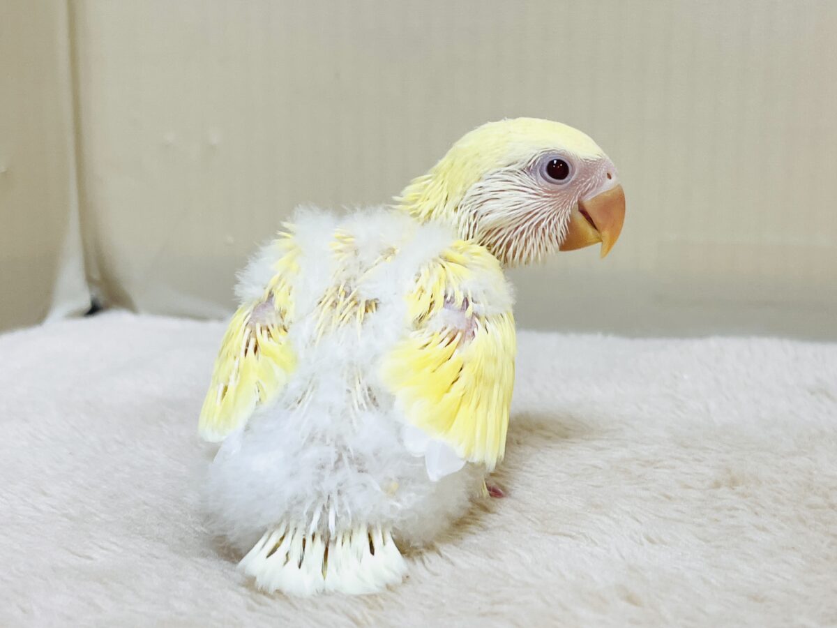 ふわふわのたまごちゃん💛❤️コザクラインコ(ルチノー)ヒナ コザクラインコ(小桜インコ)
