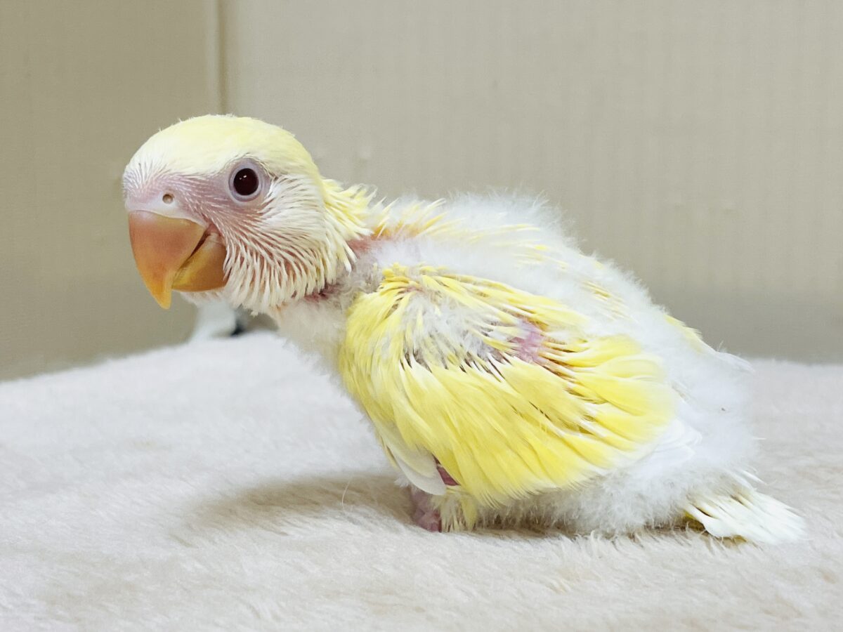 ふわふわのたまごちゃん💛❤️コザクラインコ(ルチノー)ヒナ コザクラインコ(小桜インコ)