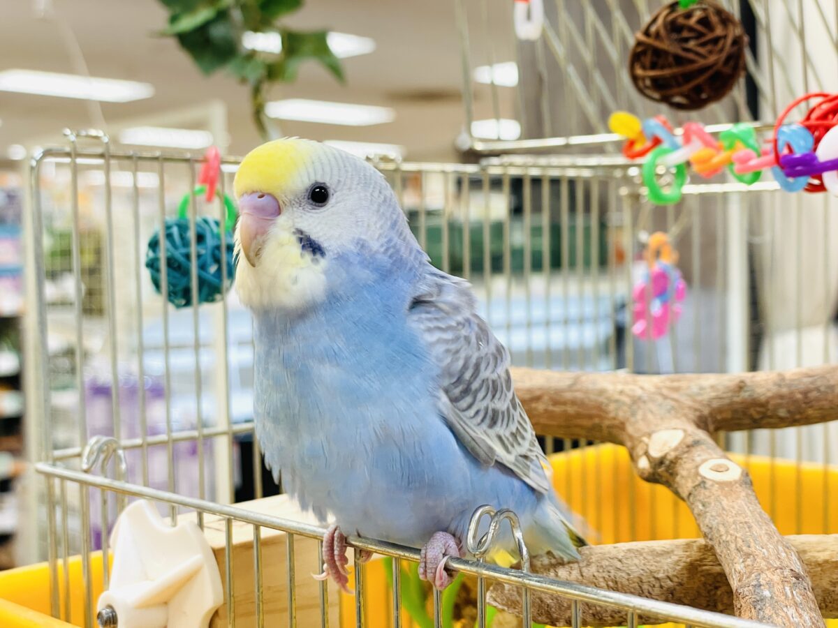 セキセイインコ