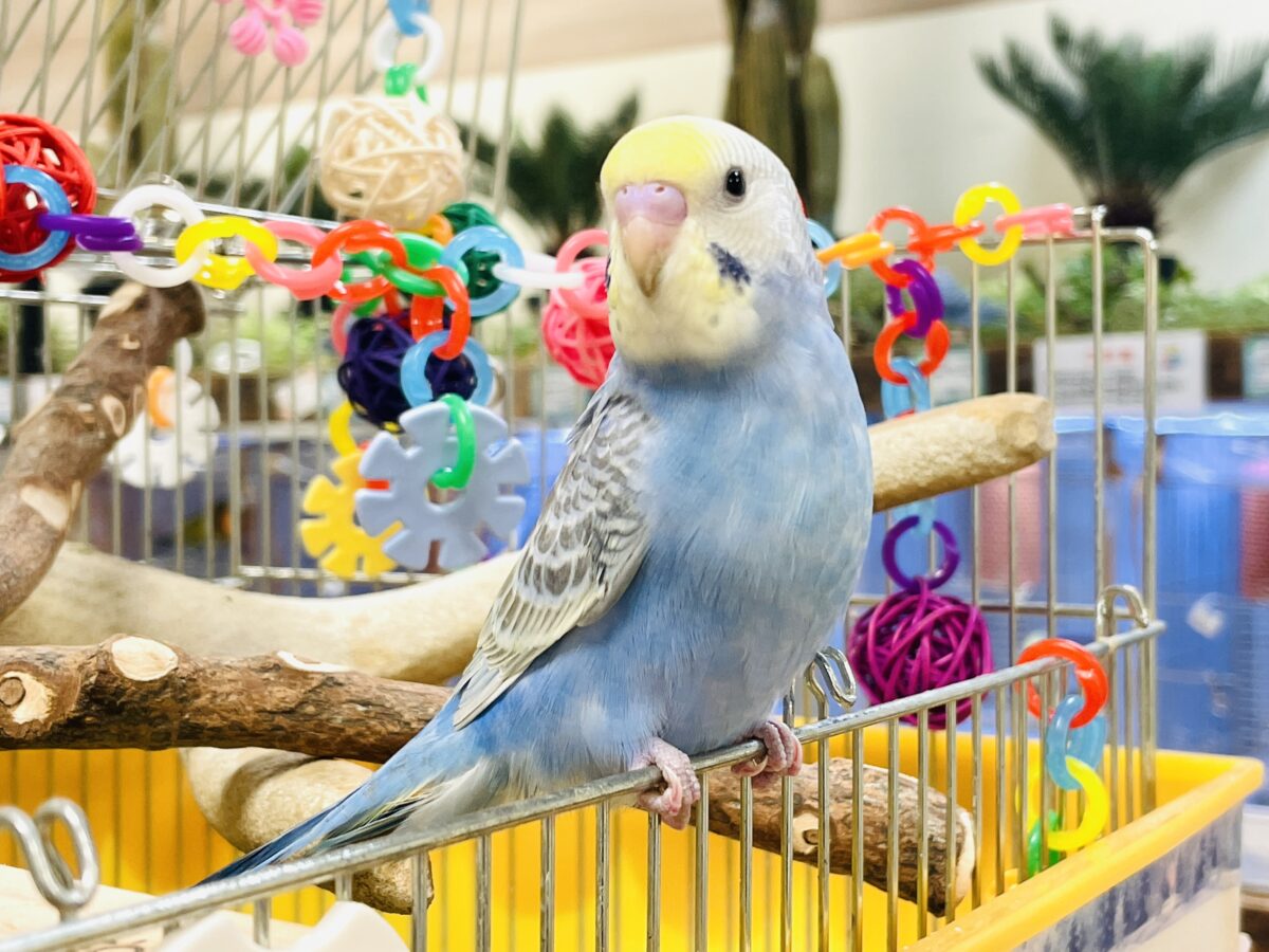 セキセイインコ