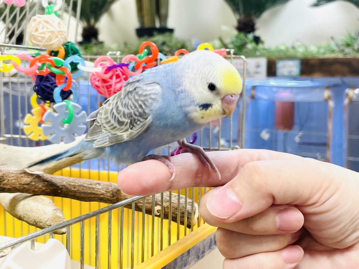 セキセイインコ