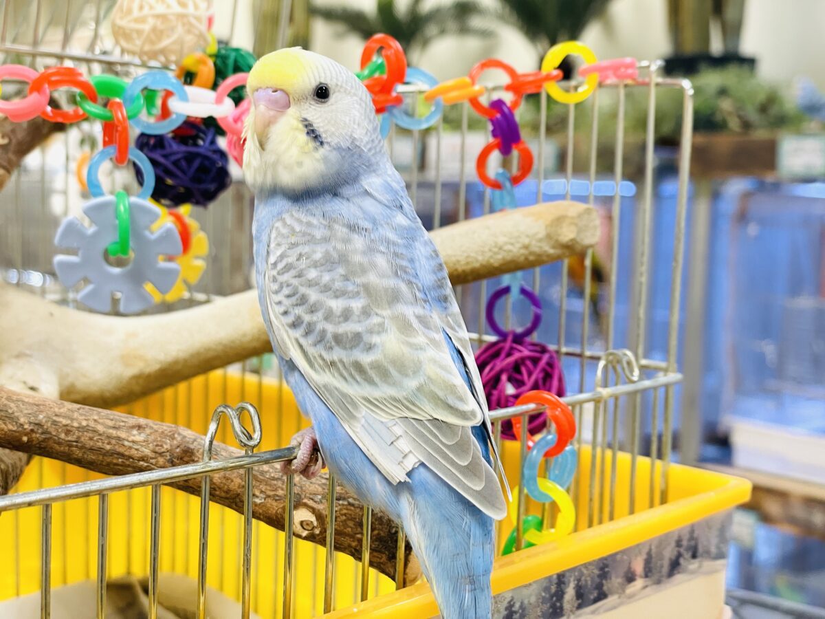 セキセイインコ