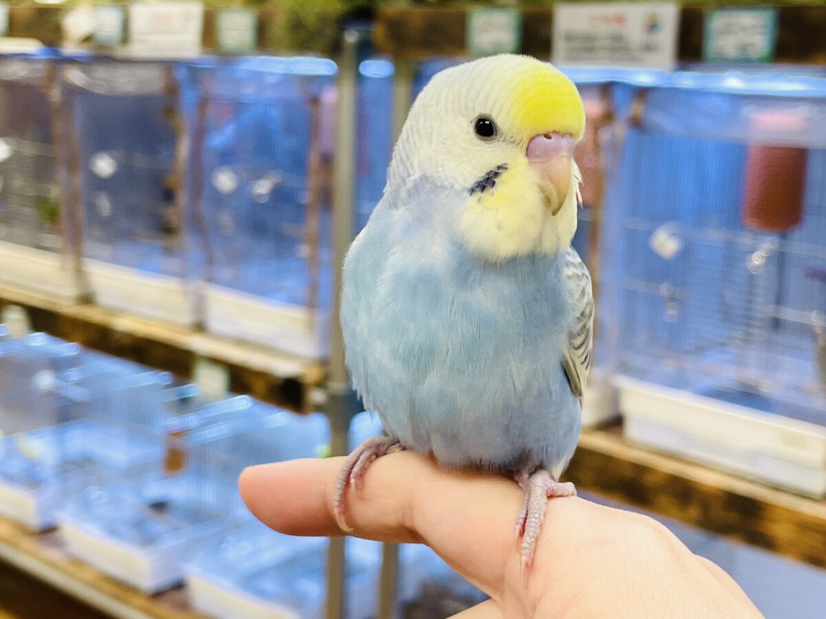 セキセイインコ