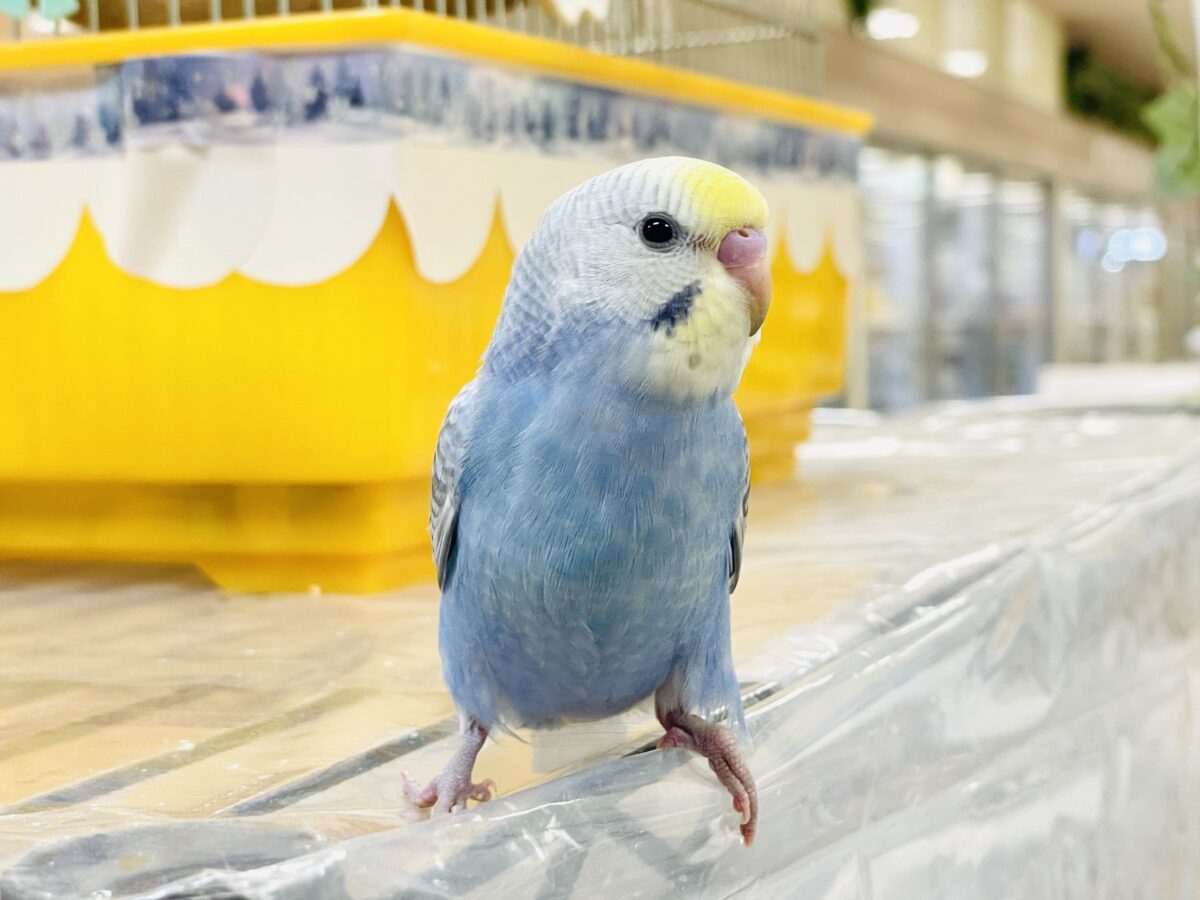 セキセイインコ
