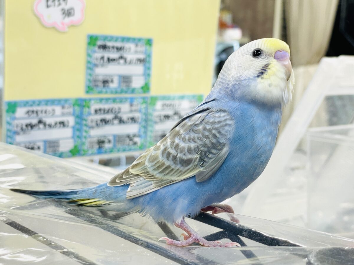 セキセイインコ
