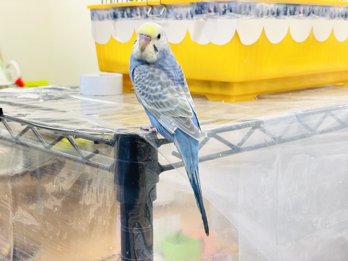 セキセイインコ