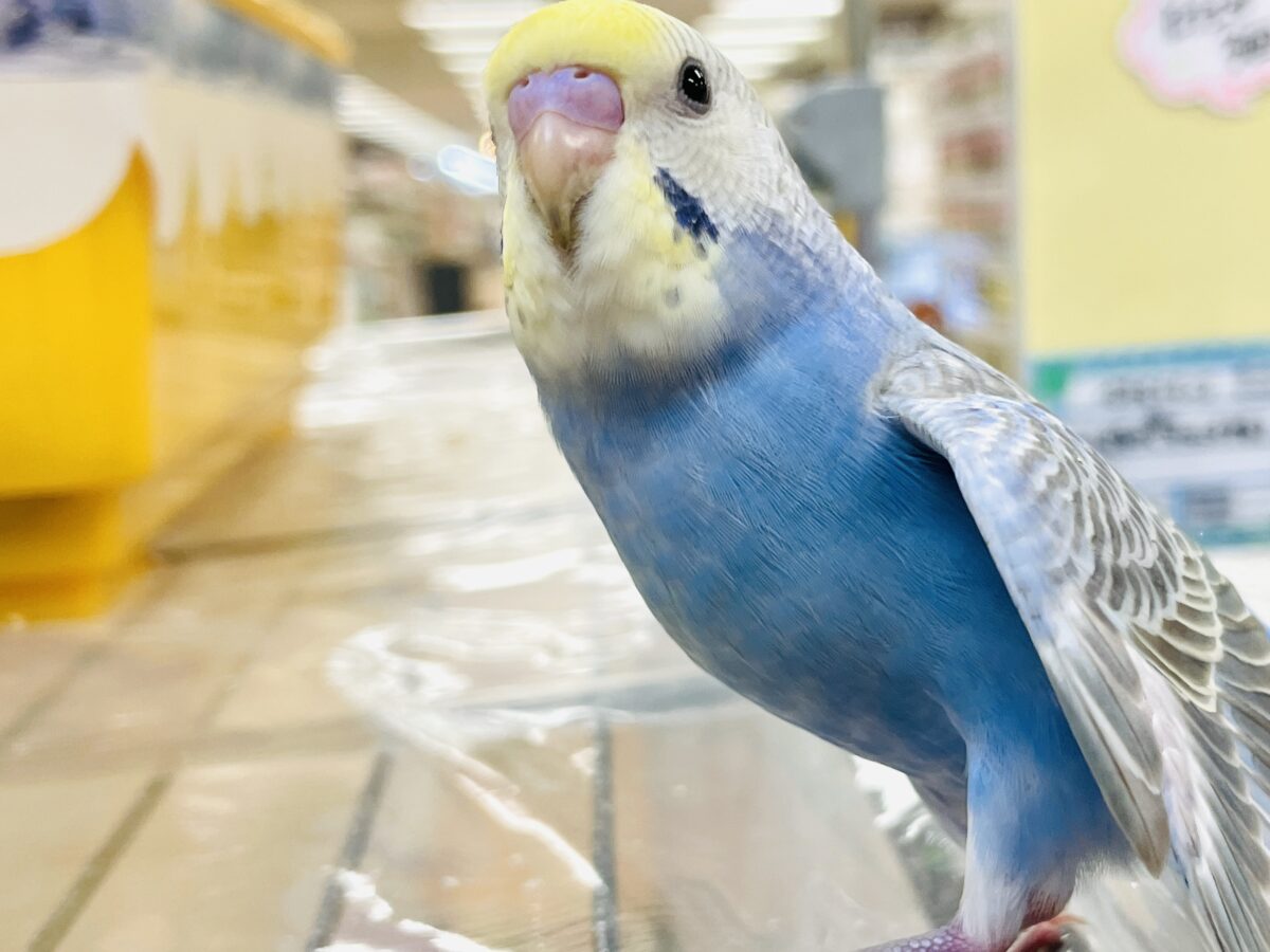 セキセイインコ