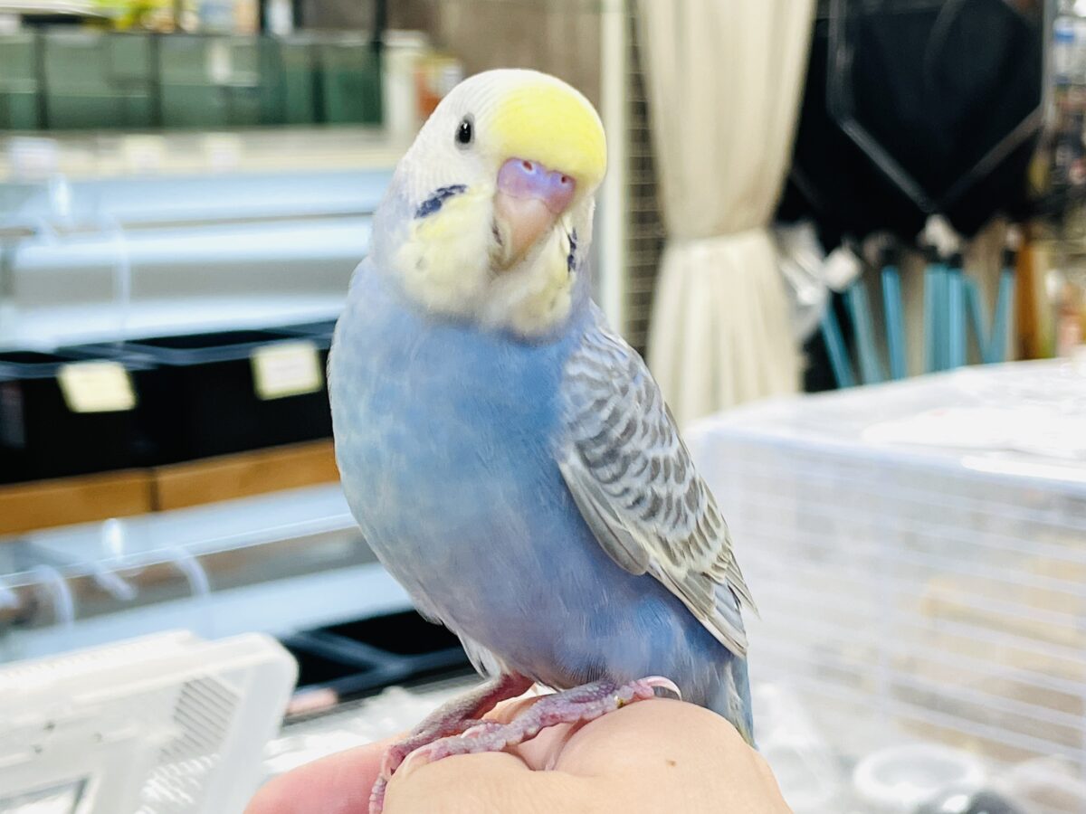 【最新画像】可愛く撮ってね💙💛セキセイインコ（イエローフェイスオパーリン）ヒナ