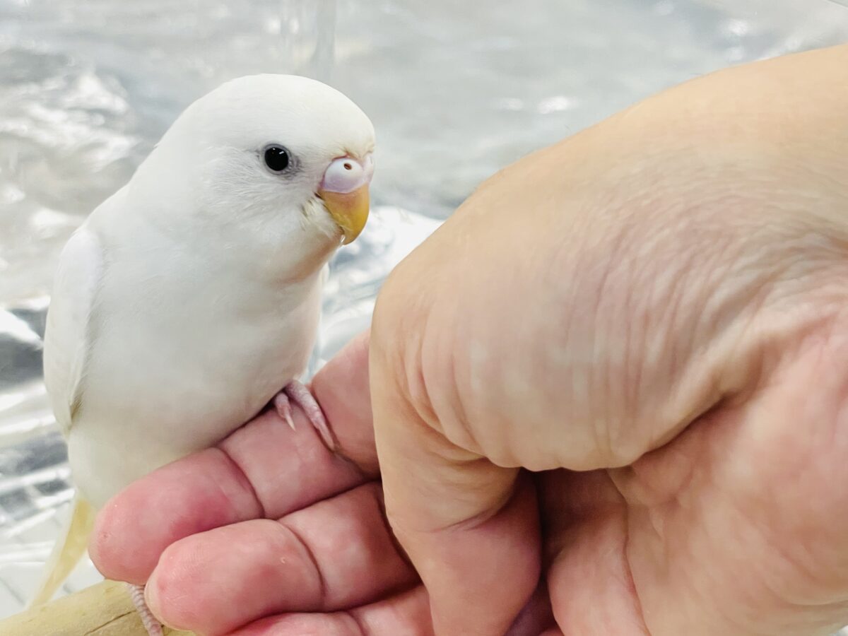 セキセイインコ