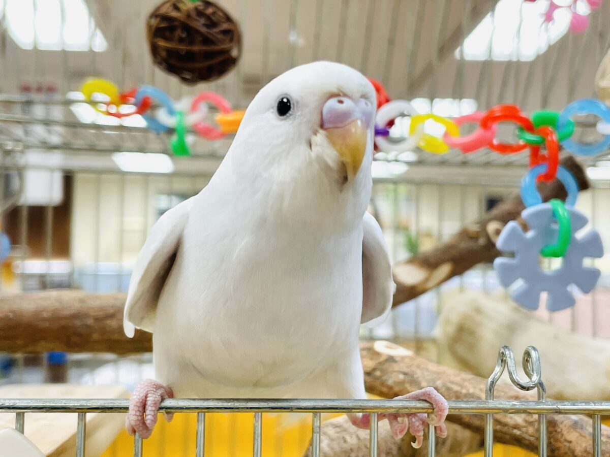 【最新画像】雪国からやってきた⁉️セキセイインコ(ダブルファクター)ヒナ