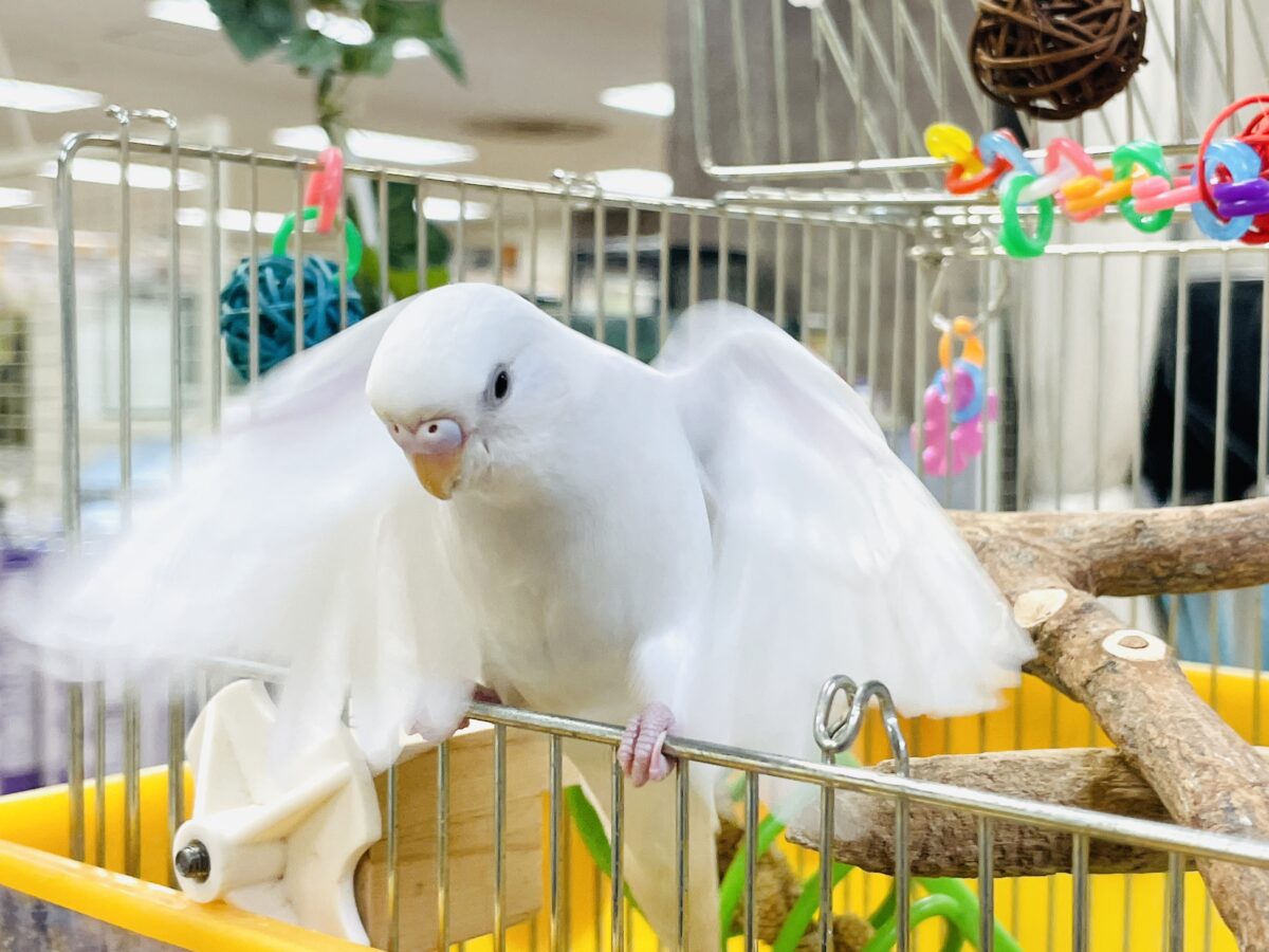 セキセイインコ