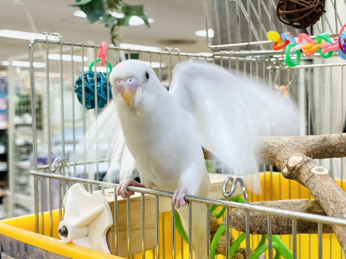 セキセイインコ