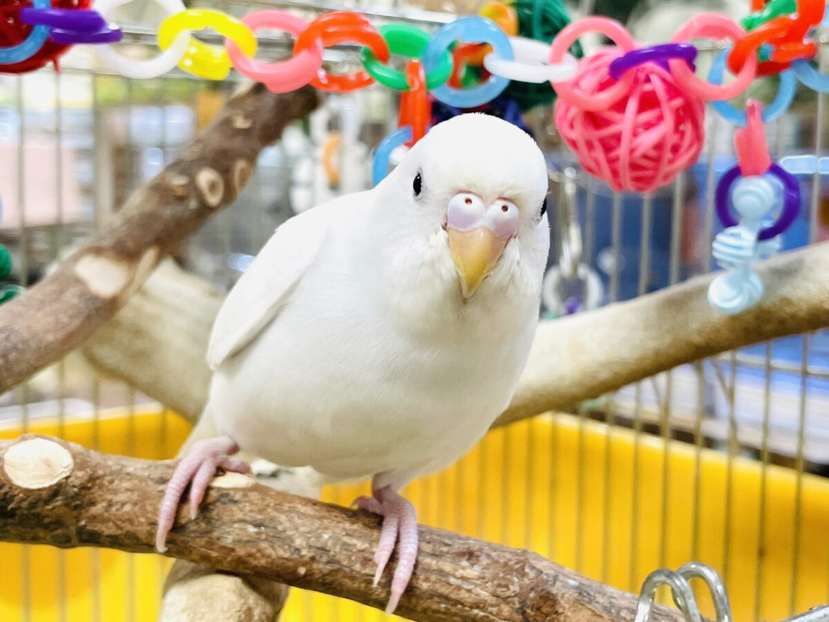 セキセイインコ
