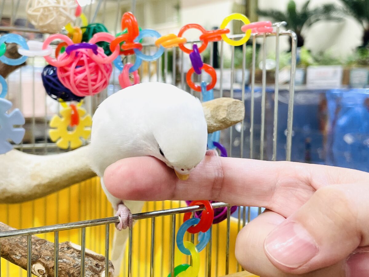 セキセイインコ