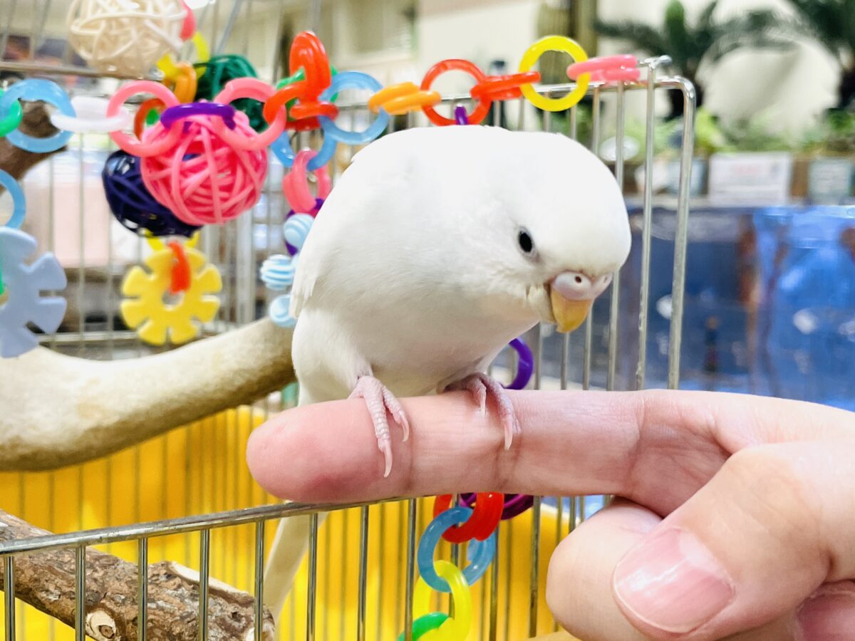 セキセイインコ