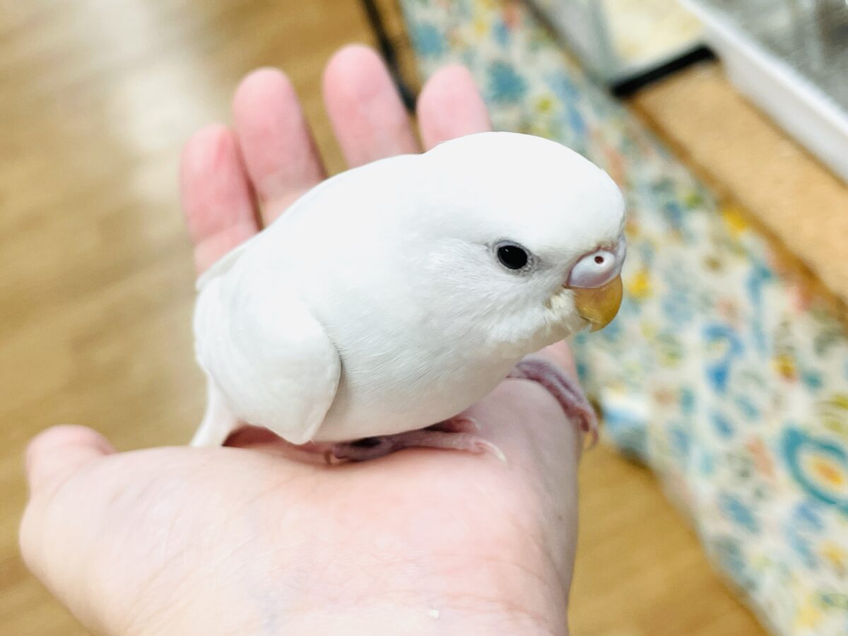 セキセイインコ