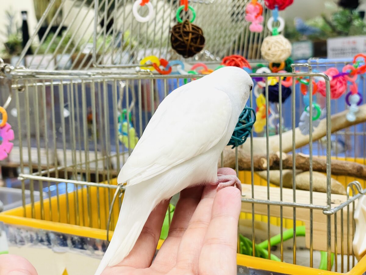 セキセイインコ