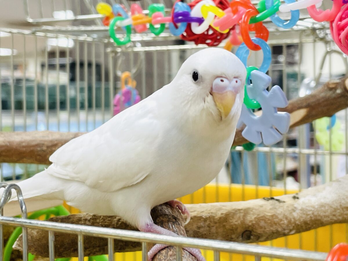 セキセイインコ