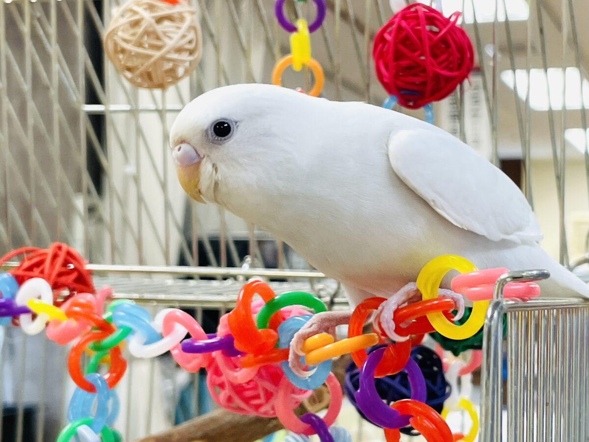 セキセイインコ
