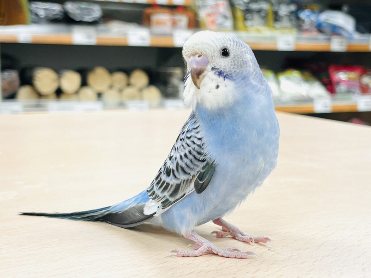 【最新画像】元気いっぱい🤍てちてち歩くよ💙セキセイインコ（オパーリン）ヒナ