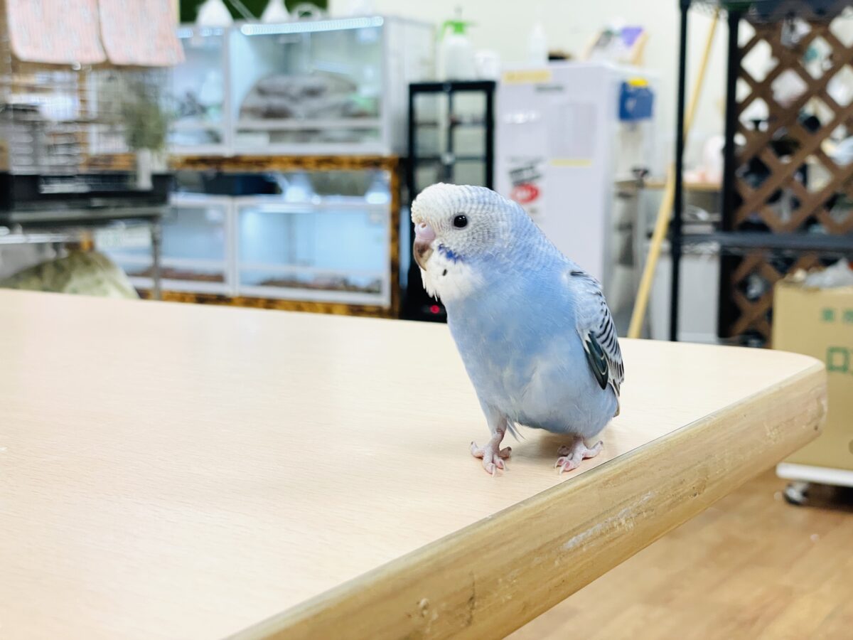 セキセイインコ
