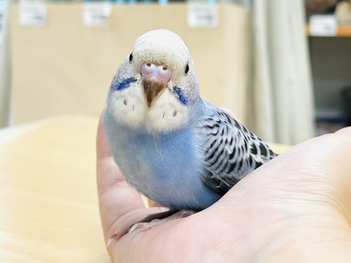 セキセイインコ