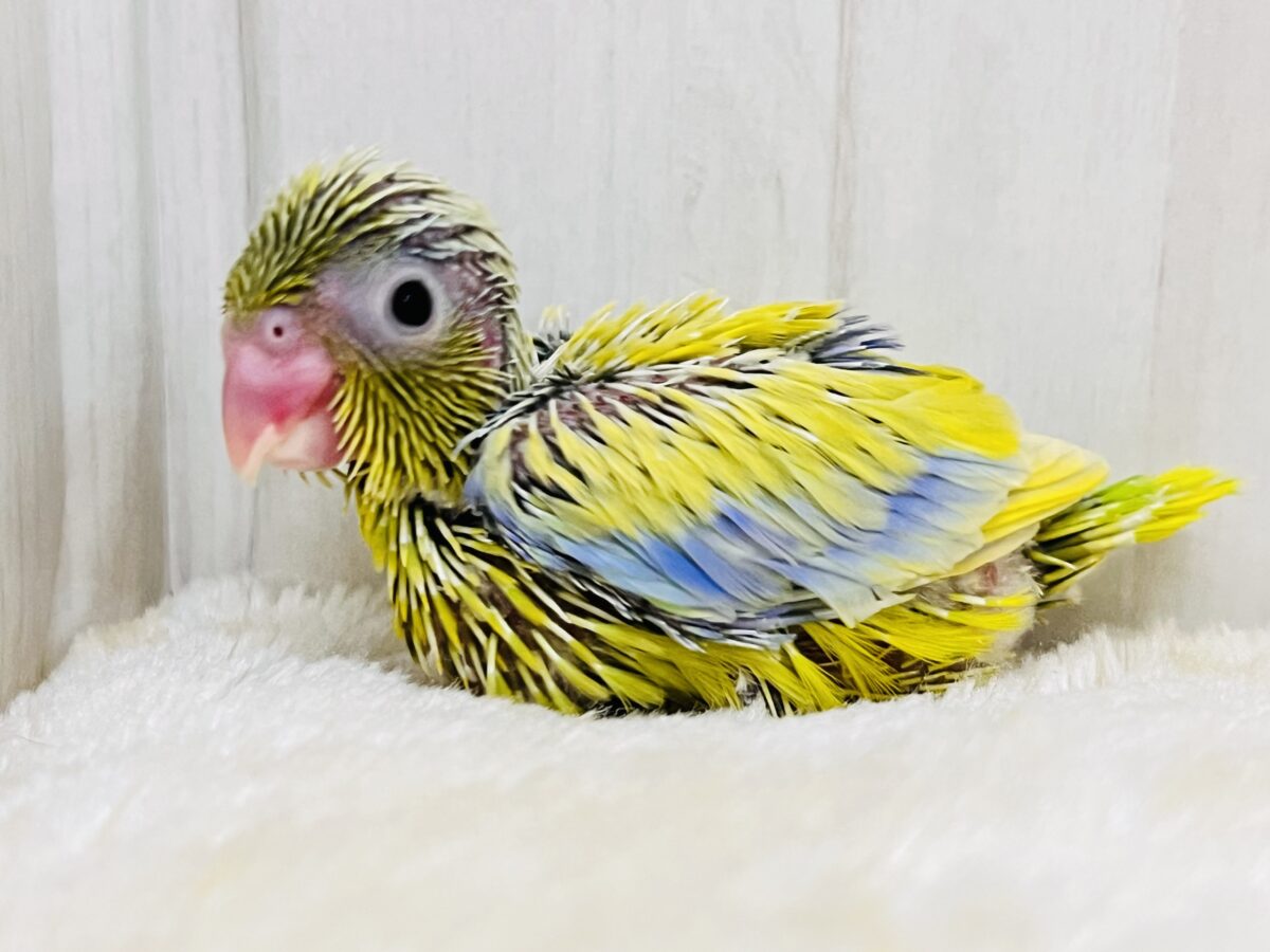 マメルリハ
