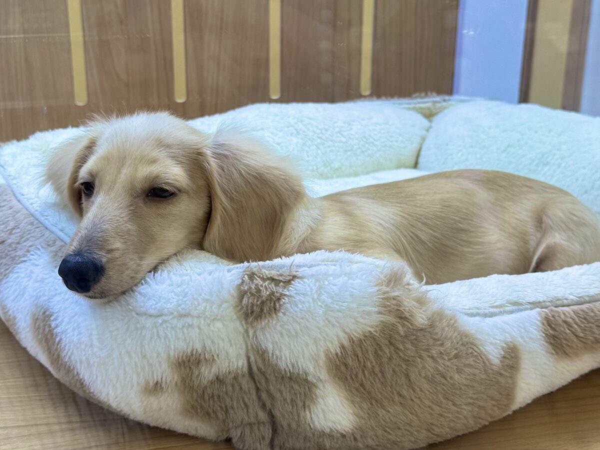 ミニチュアダックス