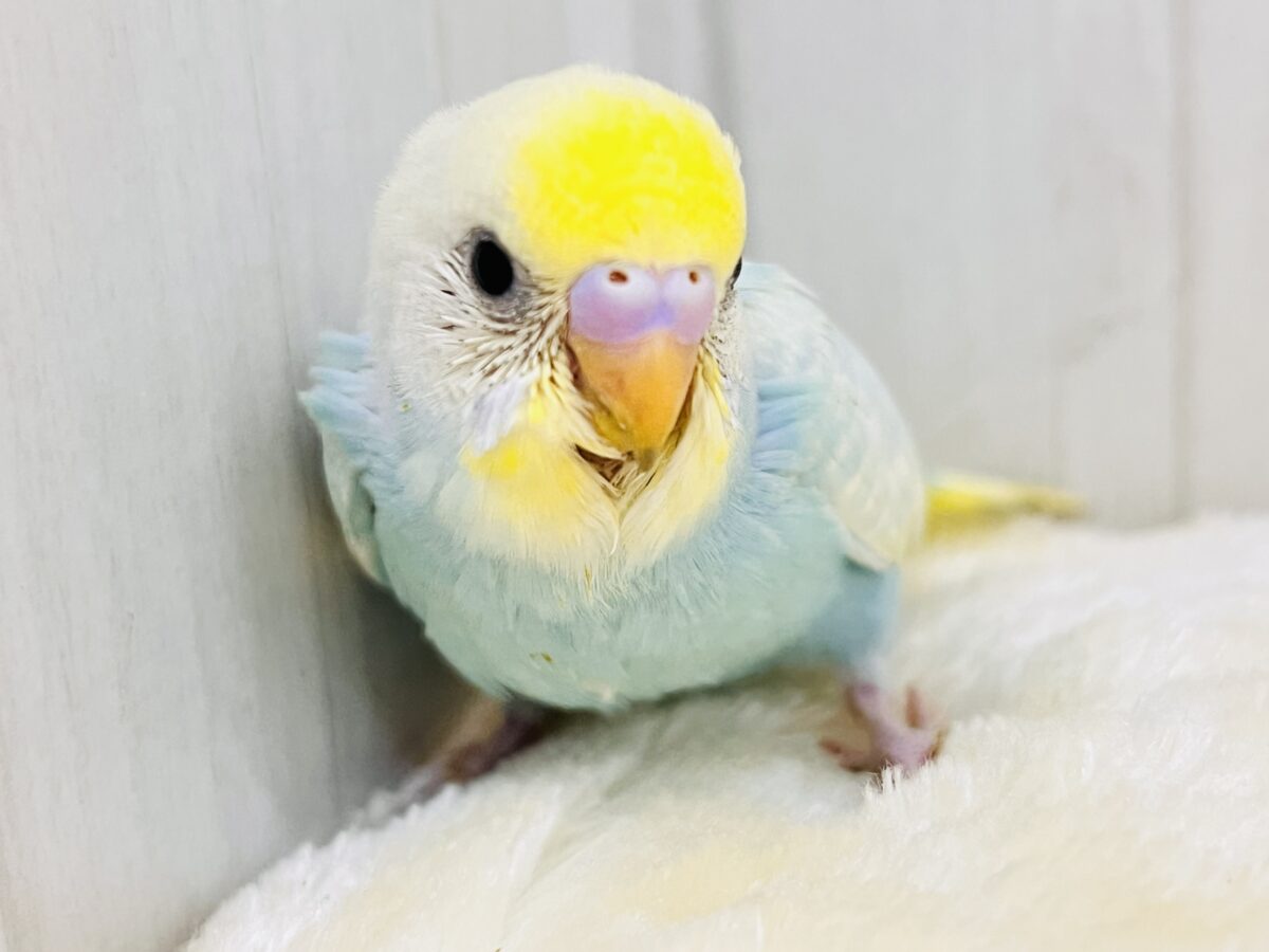 ふわしゅわっ💕ソーダの綿あめ🍹☁️みんなの視線を独り占め💕セキセイインコのﾊﾟｽﾃﾙﾚｲﾝﾎﾞｰ🌈