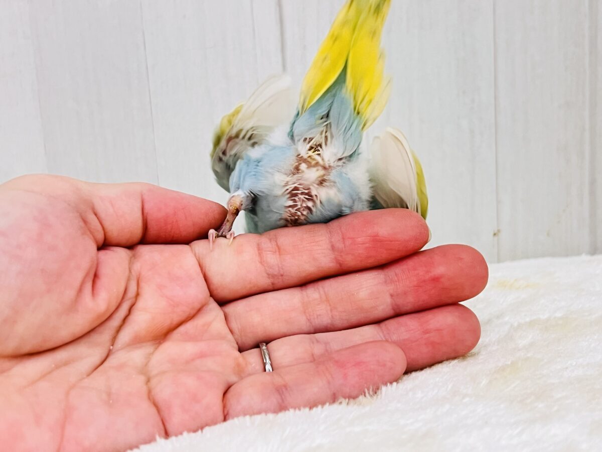 セキセイインコ
