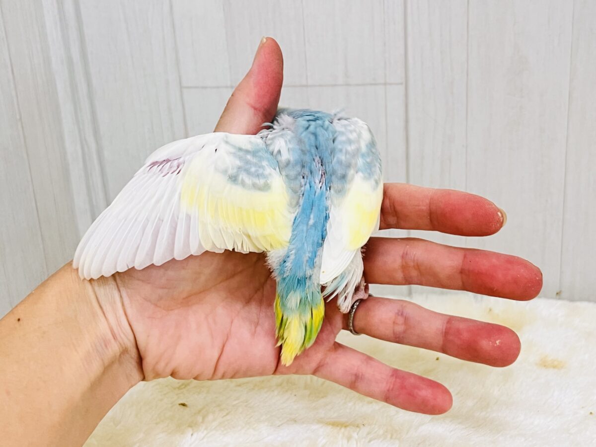 こっそり腹巻き🤍ほっこりする可愛さ☺️セキセイインコのパステルレインボーパイド セキセイインコ