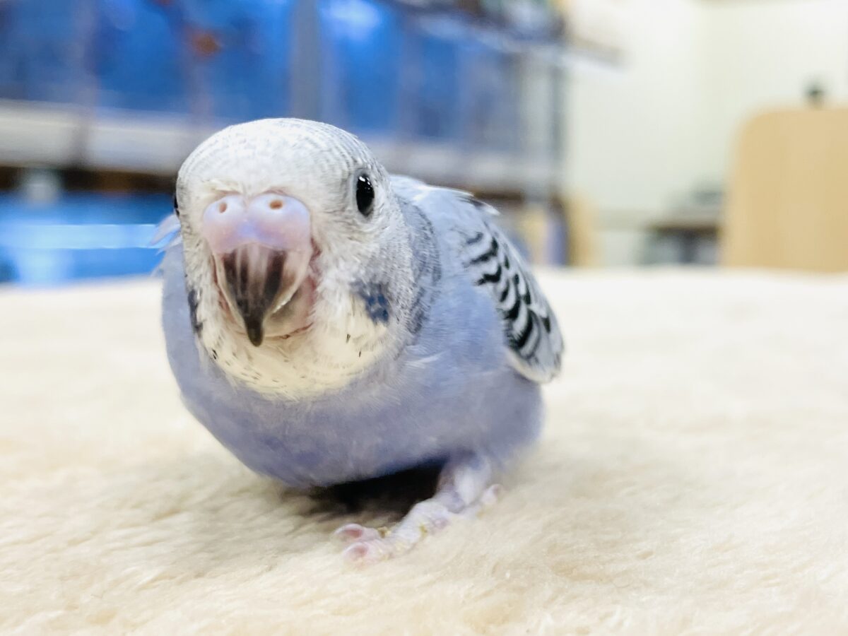 セキセイインコ