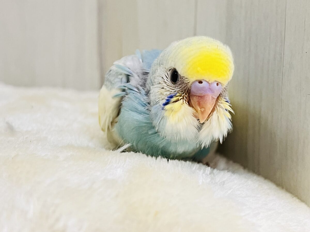 こっそり腹巻き🤍ほっこりする可愛さ☺️セキセイインコのパステルレインボーパイド こっそり腹巻き🤍ほっこりする可愛さ☺️セキセイインコのパステルレインボーパイド