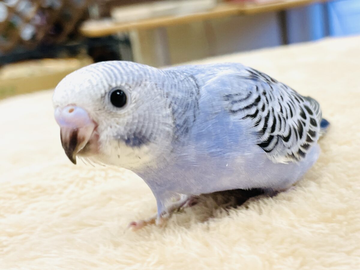 【最新画像】ぱっちりお目目👀✨️セキセイインコ(オパーリン)ヒナ