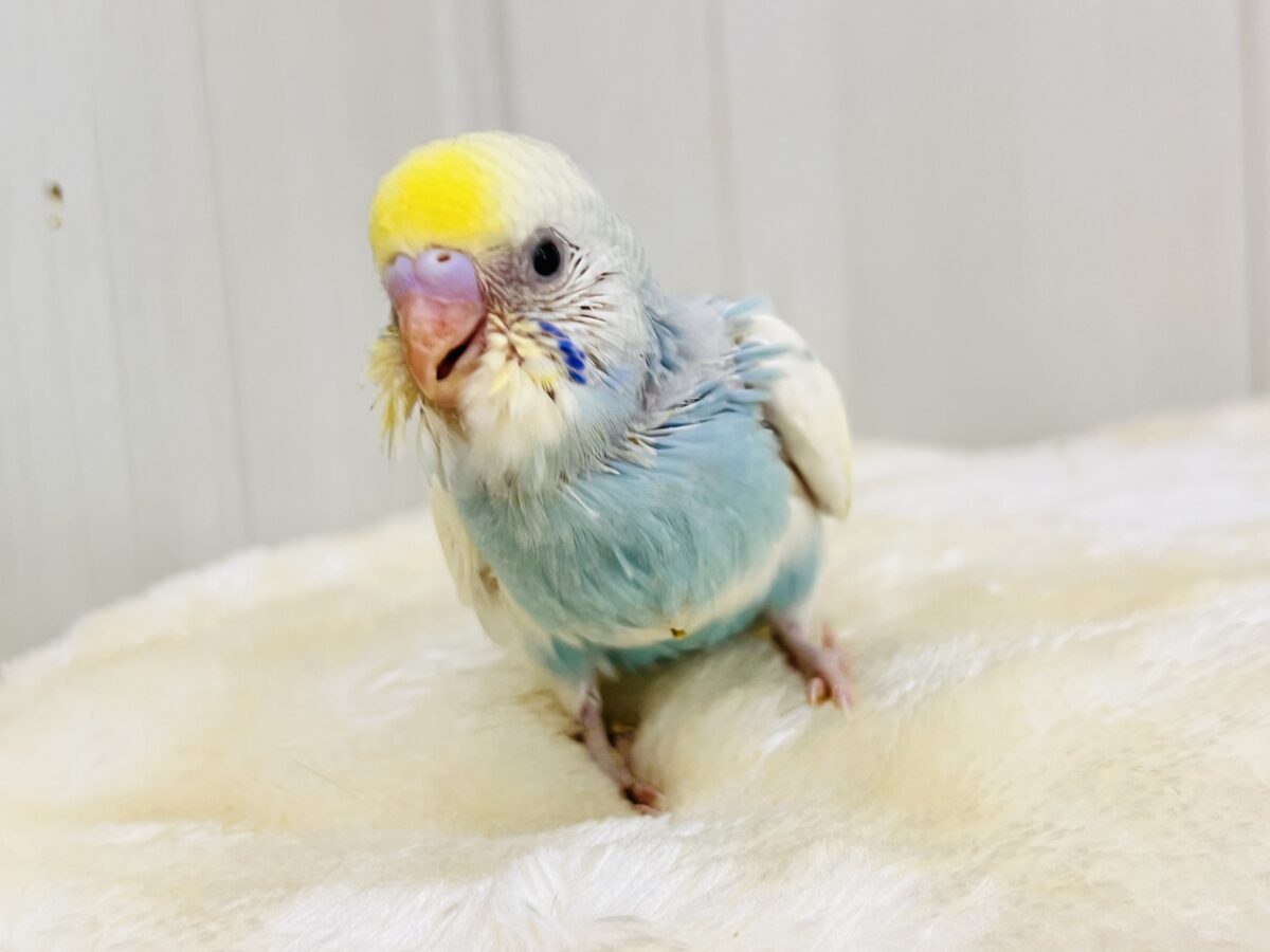 こっそり腹巻き🤍ほっこりする可愛さ☺️セキセイインコのパステルレインボーパイド セキセイインコ
