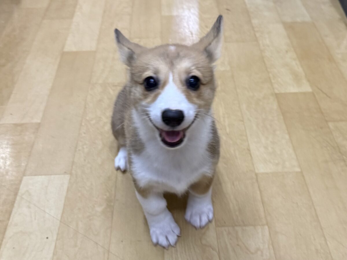 美人さん降臨💗💗お鼻がハート型のハッピーGirl💕コーギーの女の子登場〜🐶🐾