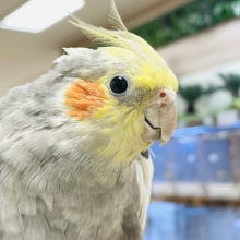 【最新画像】毎日のんびりまったり〜🍵オカメインコ(ノーマル)