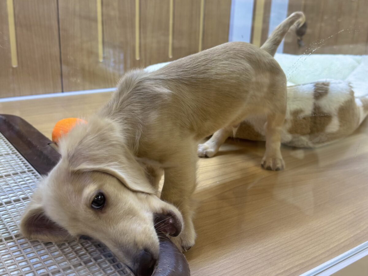 ミニチュアダックス