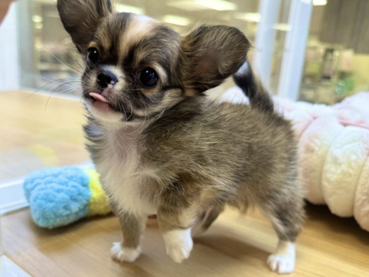 チワワ