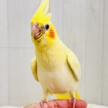 画像更新☆ビッグになるぞ！なみなみ模様が素敵🌊💓オカメインコのルチノーパール✨