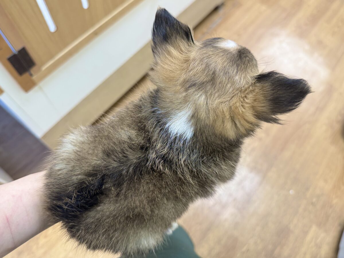 ふわふわもちもち(♡ω♡)チワワくん チワワ