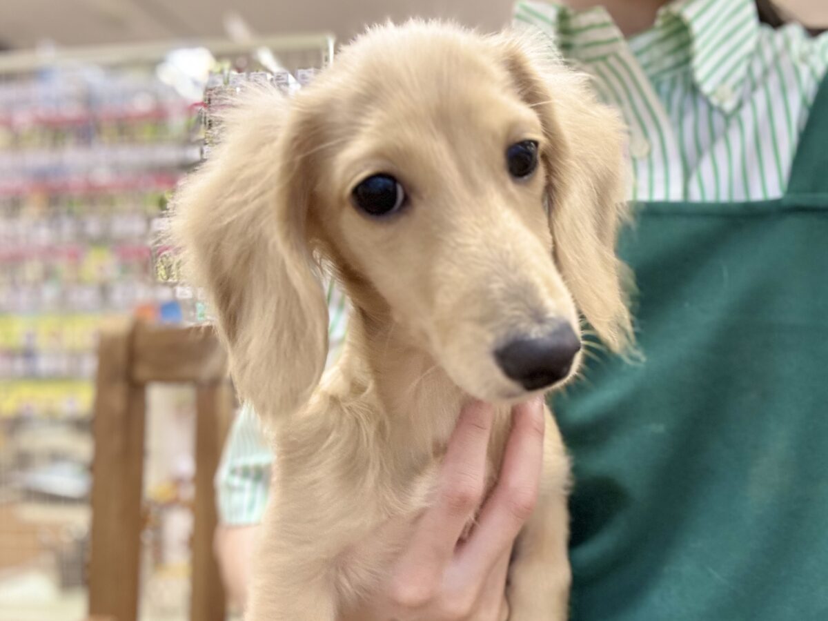 人が大好き❣️❣️ミニチュアダックスくん