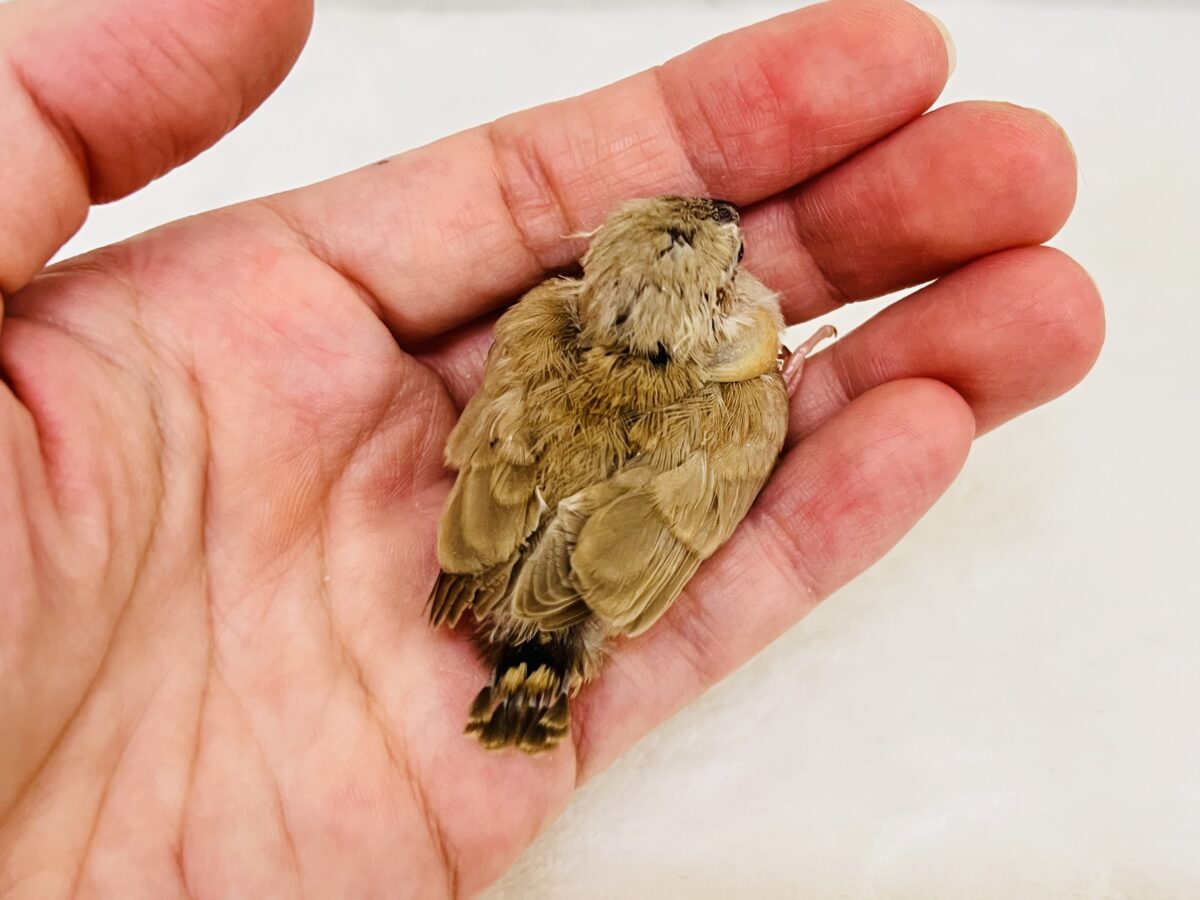 錦花鳥（キンカチョウ）
