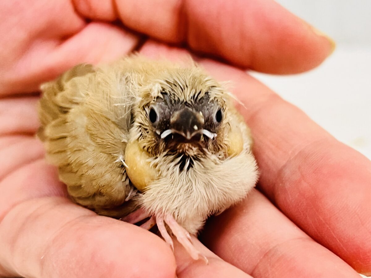 ふわっと鈴カステラ🧡ちびっこキンカチョウの雛が入舎しました🎶