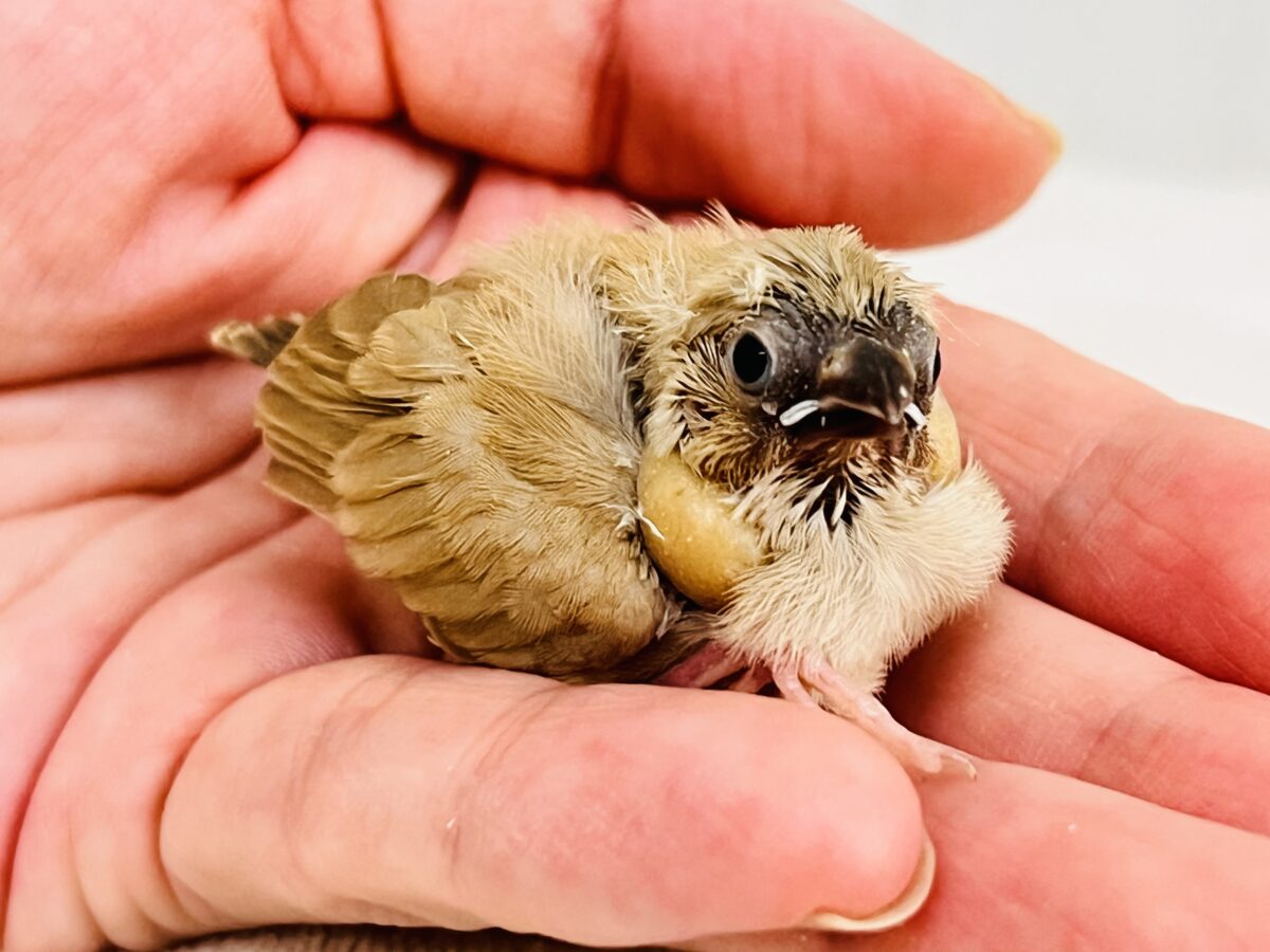 錦花鳥（キンカチョウ）