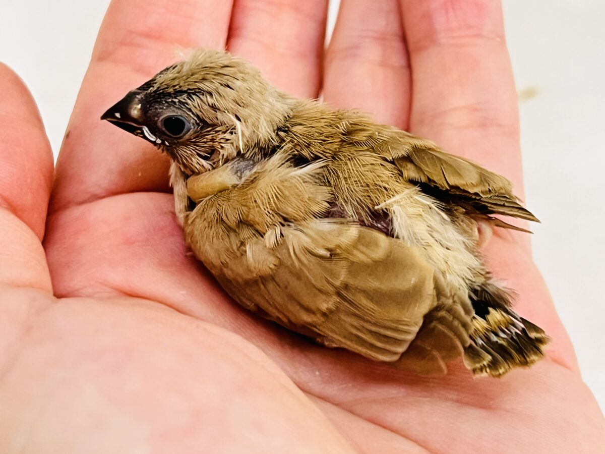 錦花鳥（キンカチョウ）