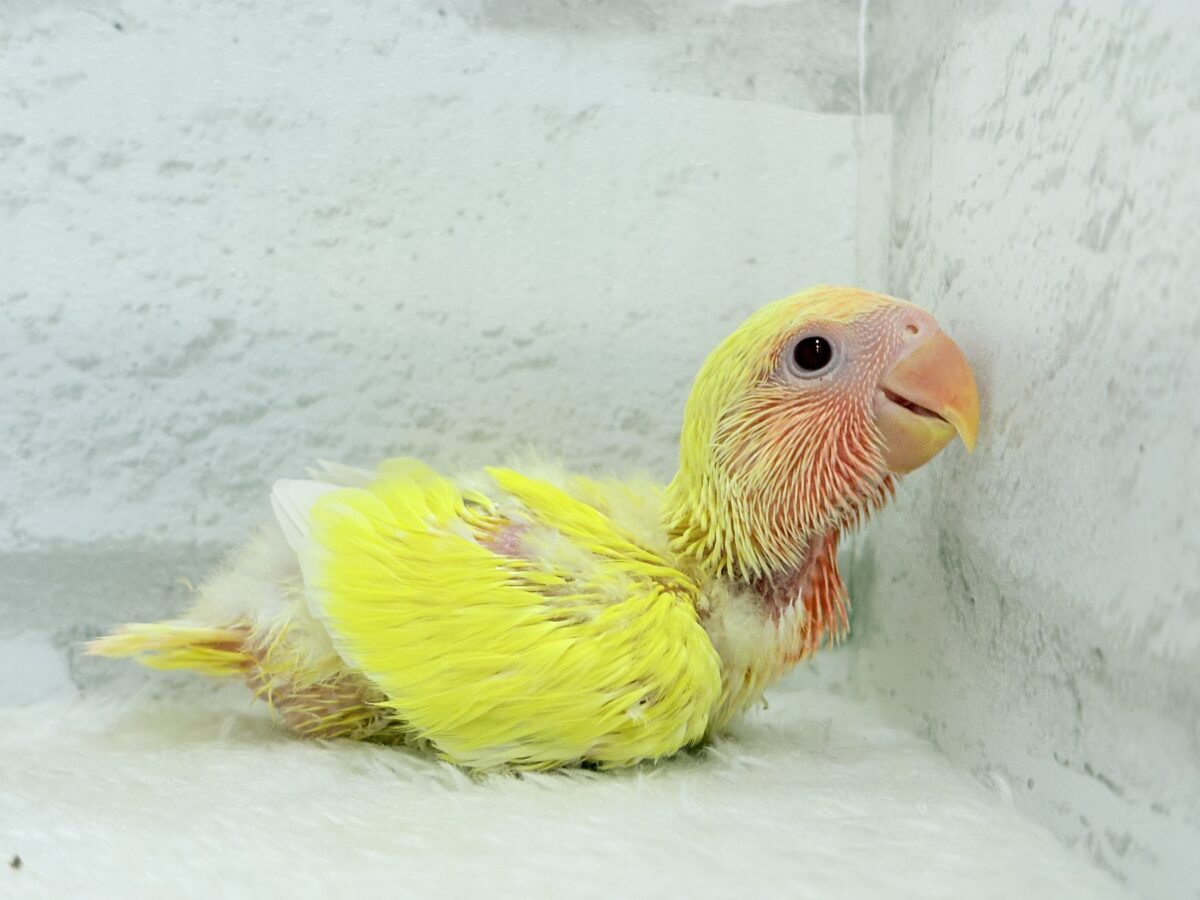 コザクラインコ（小桜インコ）