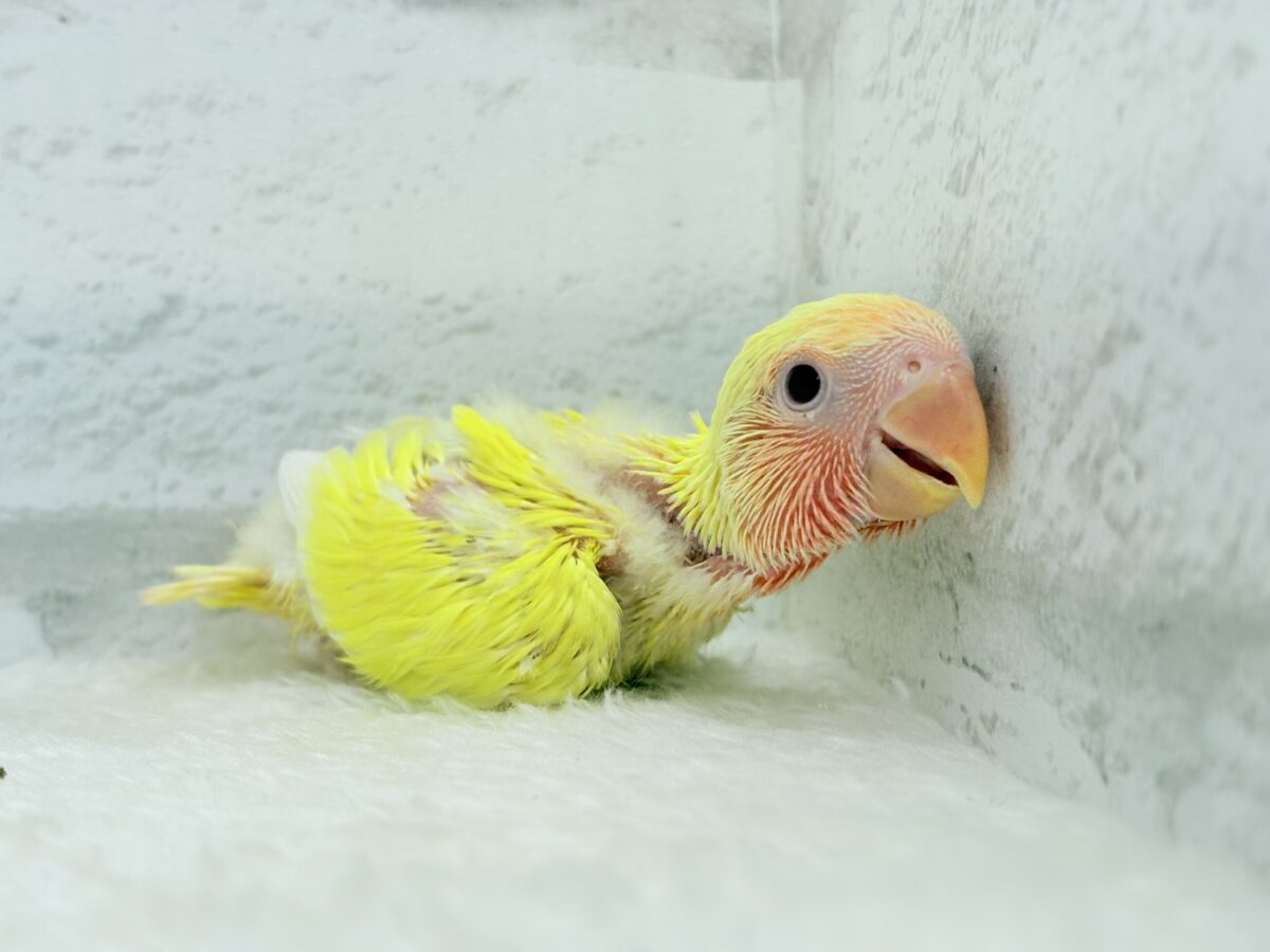コザクラインコ（小桜インコ）